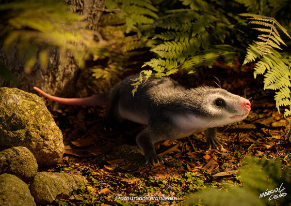 Print {Prozostrodon brasiliensis}